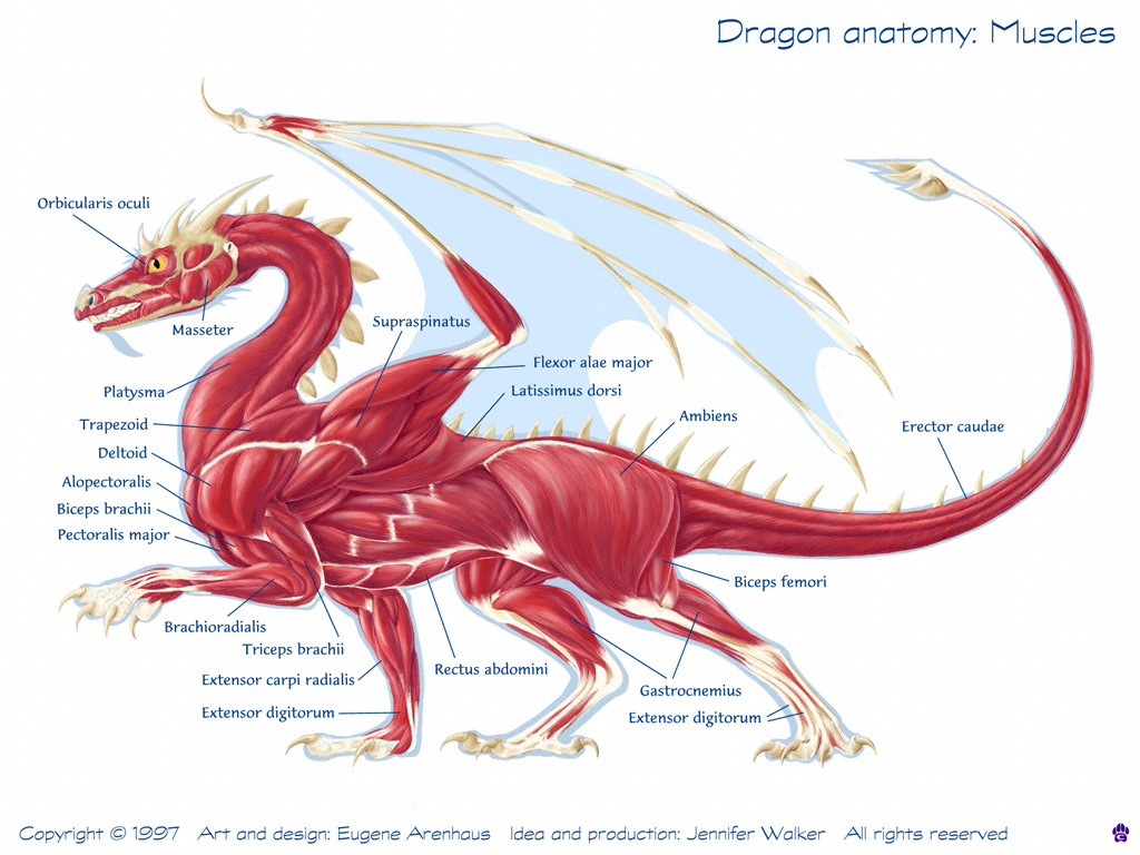 Dragon Physiology Here Be