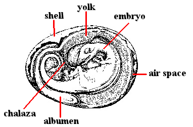 Dragon Egg & Embryo