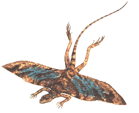 Kuehneosaurus